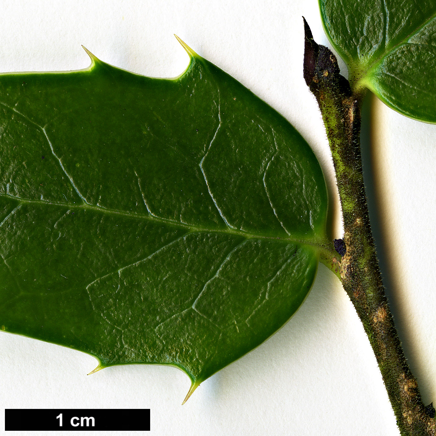 High resolution image: Family: Aquifoliaceae - Genus: Ilex - Taxon: bioritsensis